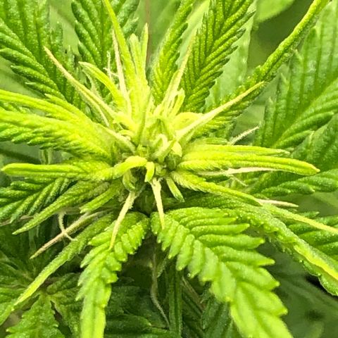 Helga growlog timeline photo