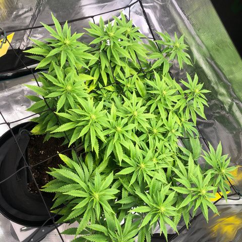 Helga growlog timeline photo