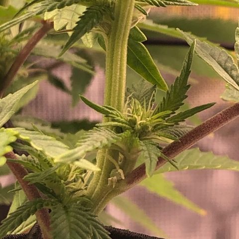 Helga growlog timeline photo