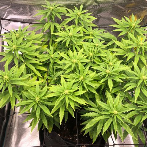 Helga growlog timeline photo