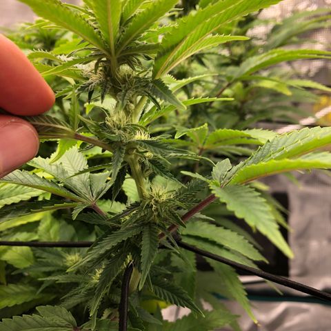 Helga growlog timeline photo