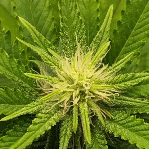 Helga growlog timeline photo