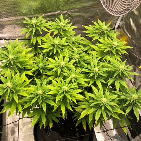 Helga growlog timeline photo