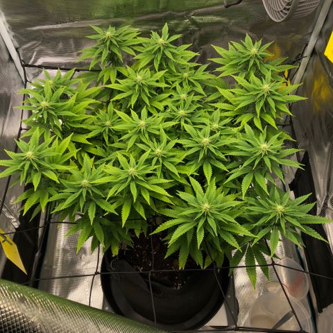 Helga growlog timeline photo