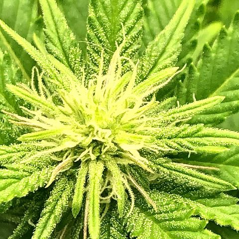 Helga growlog timeline photo