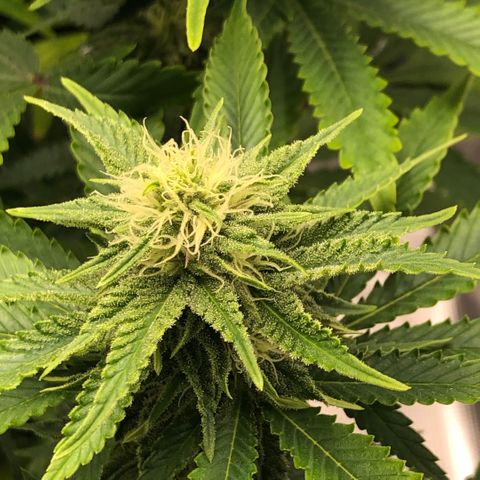 Helga growlog timeline photo