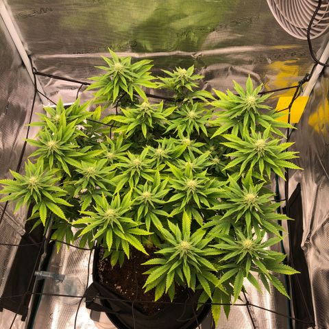 Helga growlog timeline photo