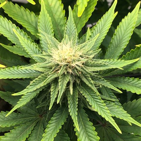 Helga growlog timeline photo