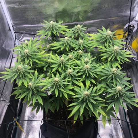 Helga growlog timeline photo