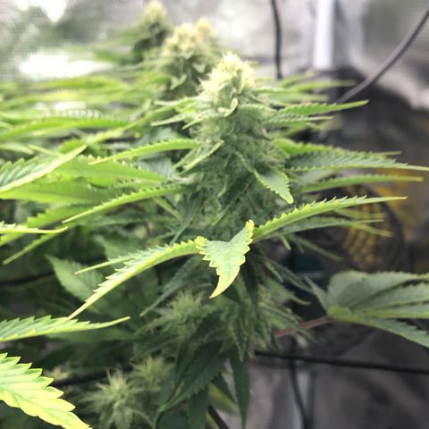 Helga growlog timeline photo
