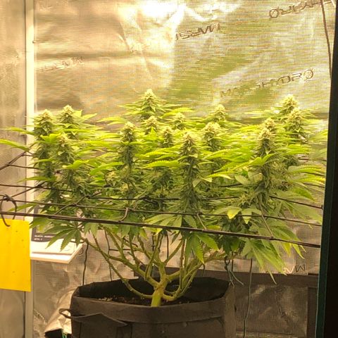 Helga growlog timeline photo