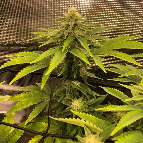Helga growlog timeline photo