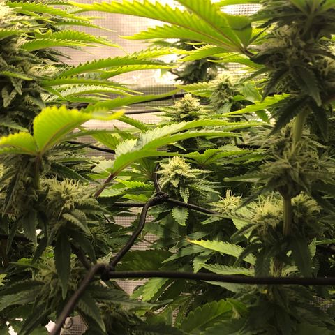 Helga growlog timeline photo