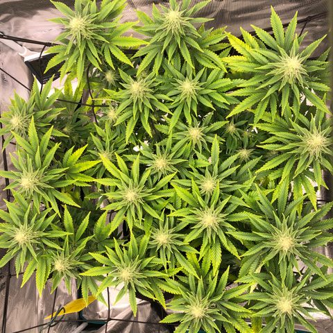 Helga growlog timeline photo