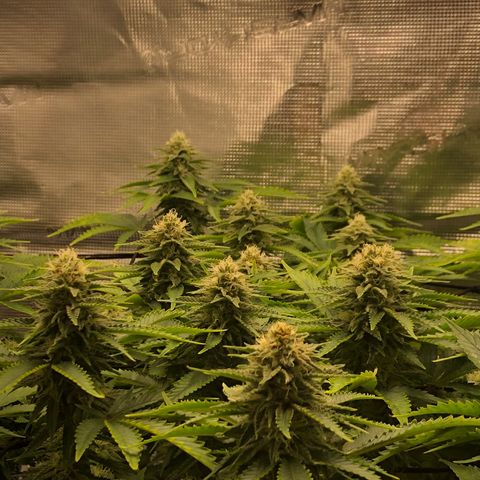 Helga growlog timeline photo