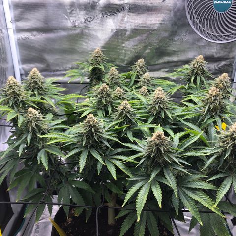 Helga growlog timeline photo
