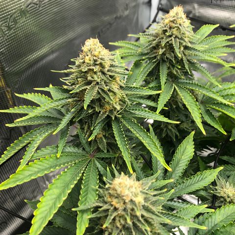 Helga growlog timeline photo