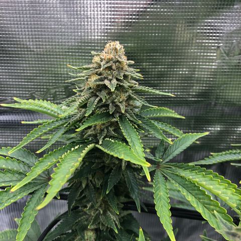 Helga growlog timeline photo