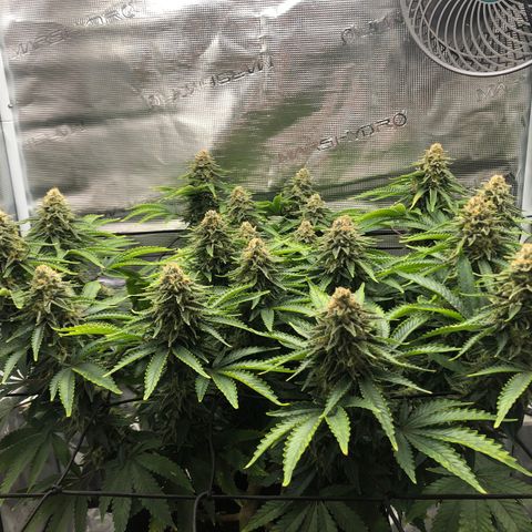Helga growlog timeline photo