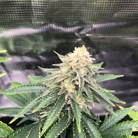 Helga growlog timeline photo
