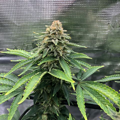 Helga growlog timeline photo