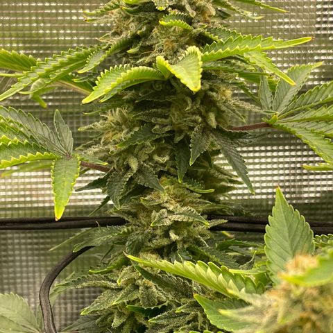 Helga growlog timeline photo