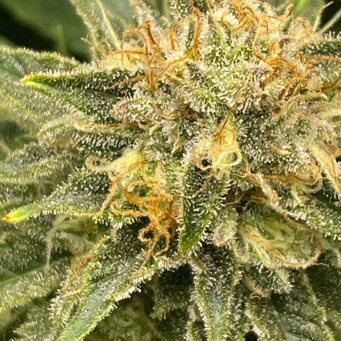 Helga growlog timeline photo