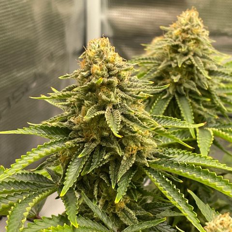Helga growlog timeline photo