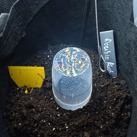 DK growlog timeline photo