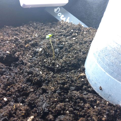 DK growlog timeline photo