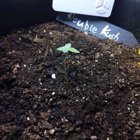 DK growlog timeline photo
