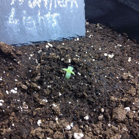 NL growlog timeline photo