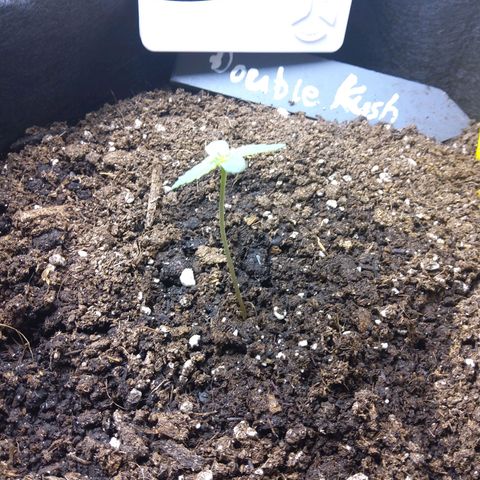 DK growlog timeline photo