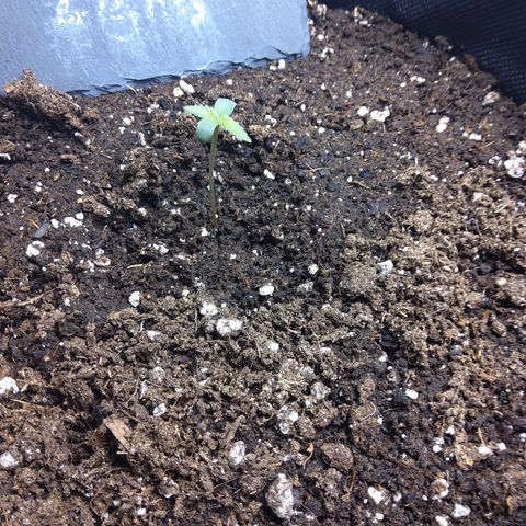NL growlog timeline photo