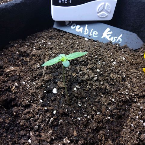 DK growlog timeline photo