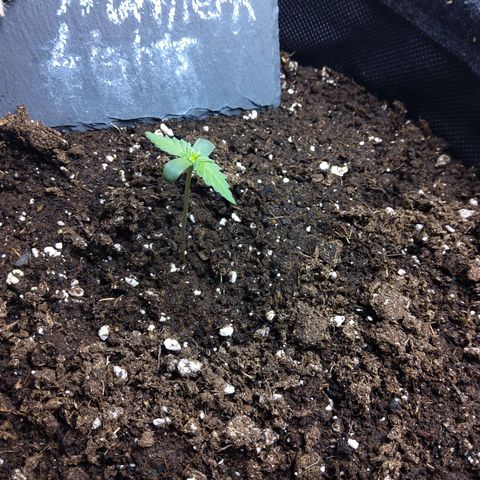 NL growlog timeline photo