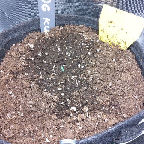 O. G. III growlog timeline photo
