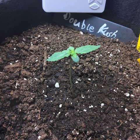 DK growlog timeline photo