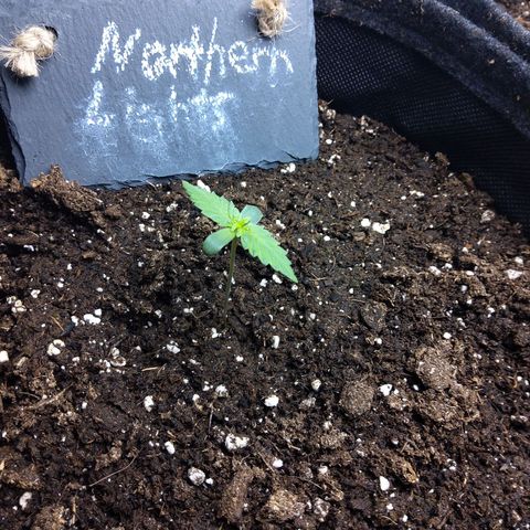 NL growlog timeline photo