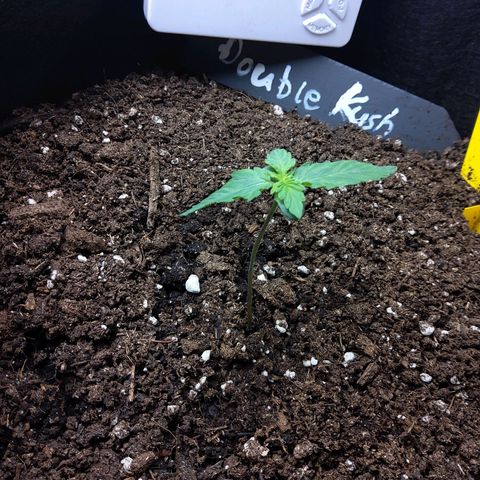 DK growlog timeline photo