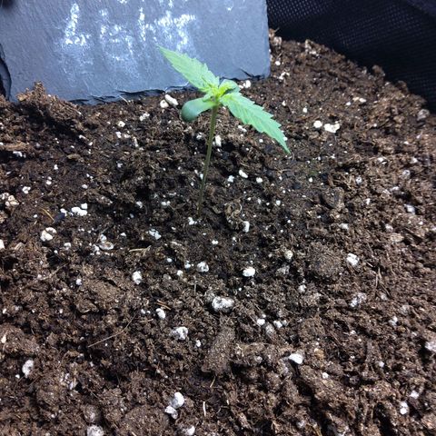 NL growlog timeline photo