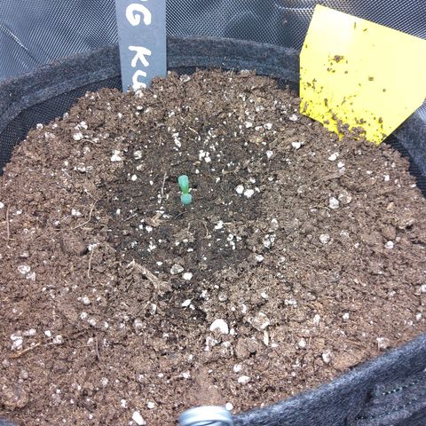 O. G. III growlog timeline photo