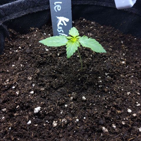 DK growlog timeline photo