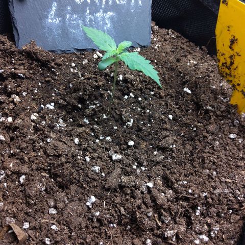 NL growlog timeline photo