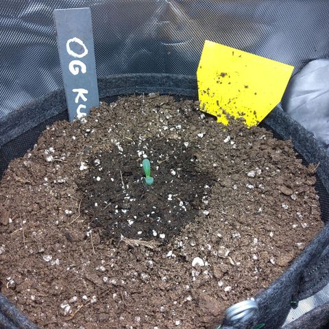 O. G. III growlog timeline photo