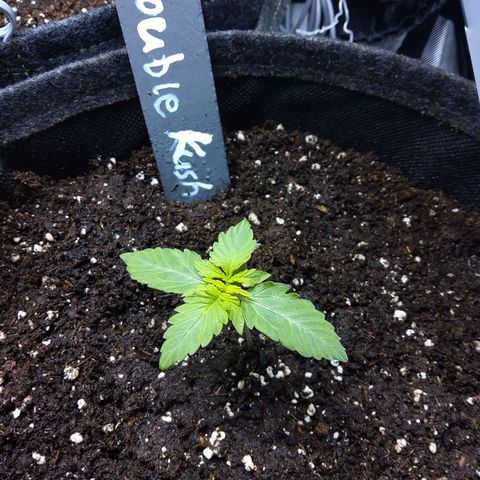 DK growlog timeline photo