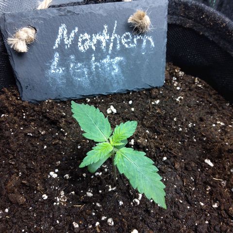 NL growlog timeline photo