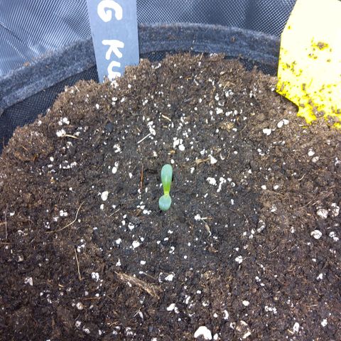 O. G. III growlog timeline photo