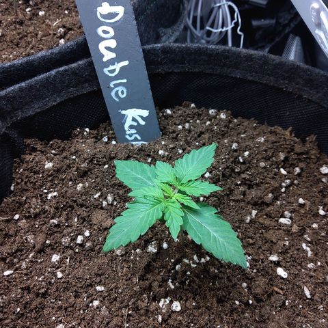 DK growlog timeline photo