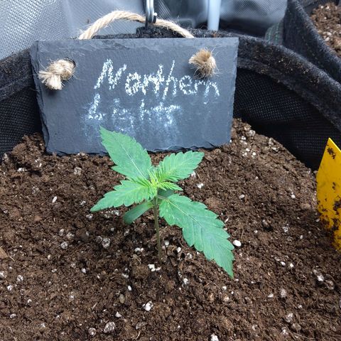 NL growlog timeline photo
